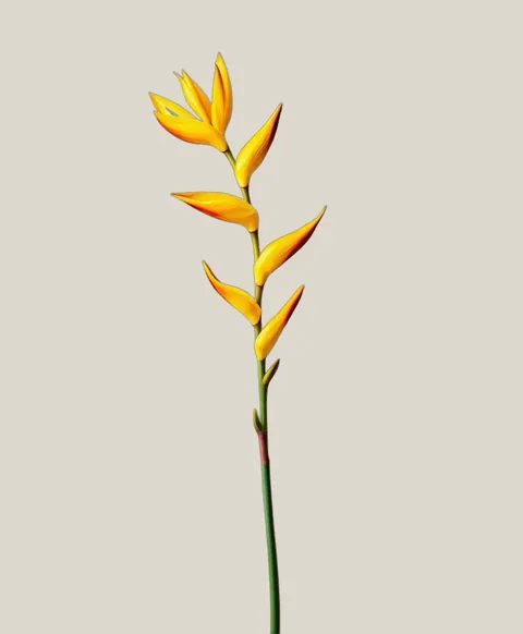 Heliconia Gelb – Heliconia