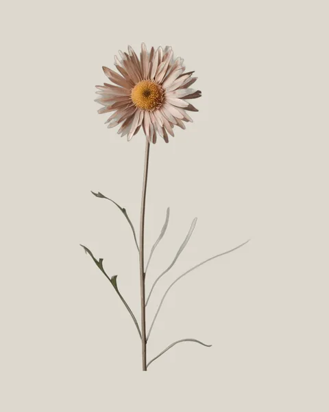 Sonnenflügel – Rhodanthe