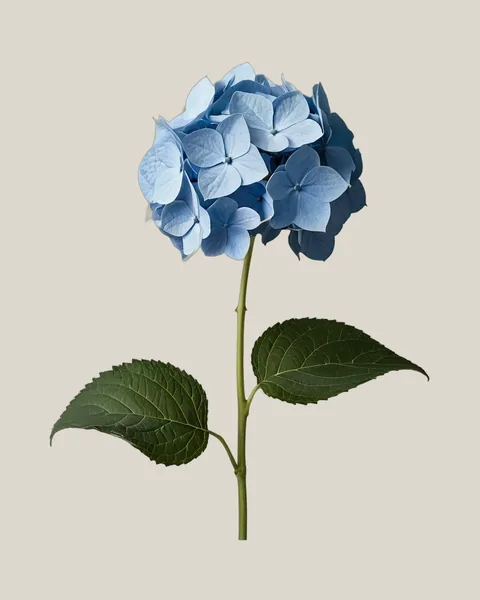 Hortensie Blau