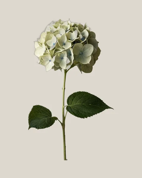 Hortensie Creme