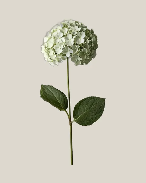 Hortensie Weiß