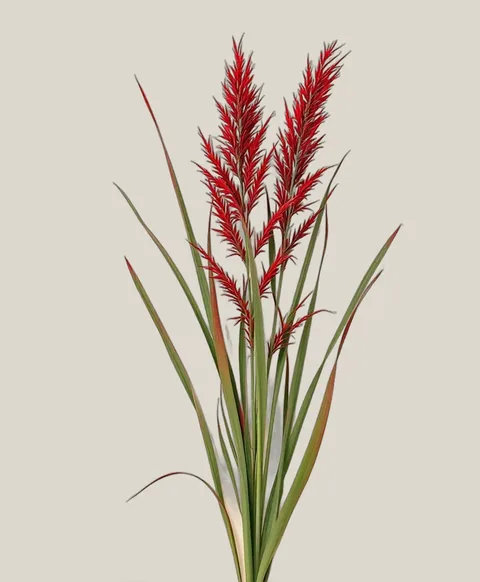 Japanisches Blutgras – Imperata cylindrica