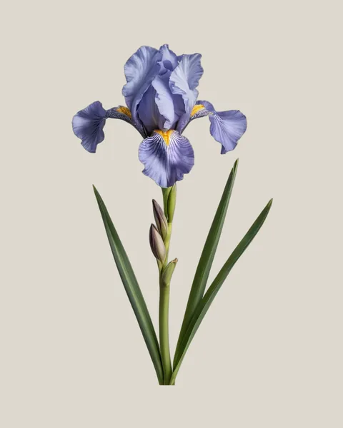 Iris Blau