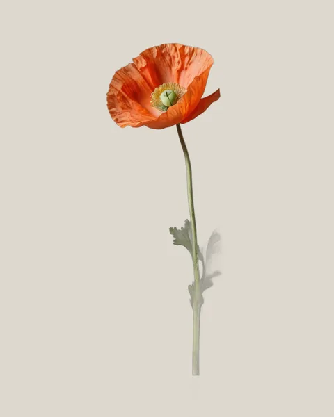 Islandmohn Orange