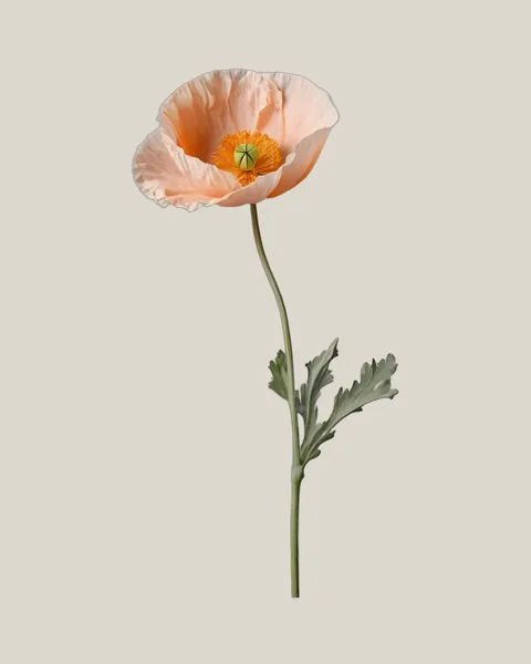 Islandmohn Pink – Papaver nudicaule