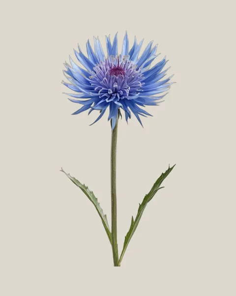 Kornblume
