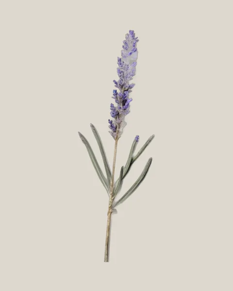 Lavendel getrocknet – Lavandula angustifolia