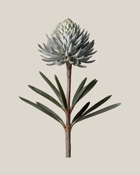 Silberbaum