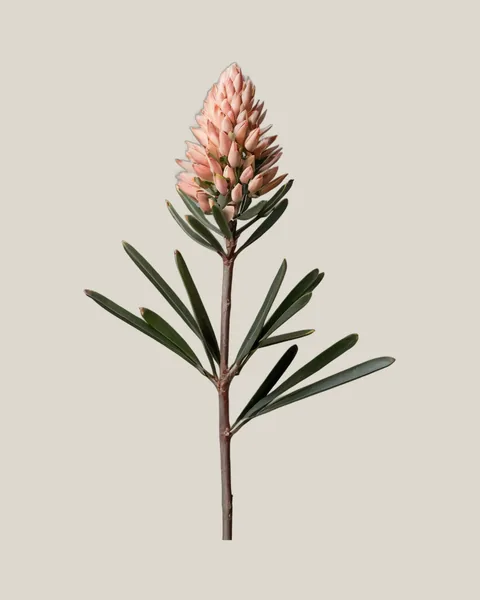 Leucadendron Rosette – Leucadendron