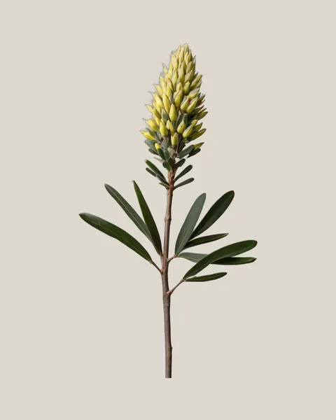 Leucadendron Wilsons Wonder – Leucadendron