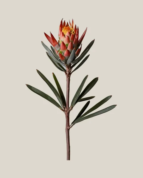 Leucadendron