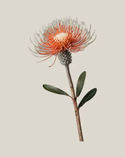 Nadelkissen Spider – Leucospermum