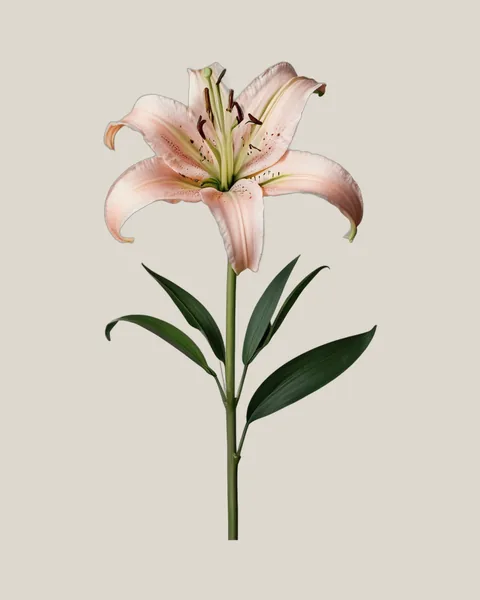 Lilie Rosa – Lilium