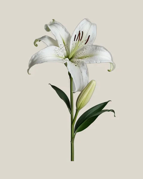 Lilie Weiß – Lilium