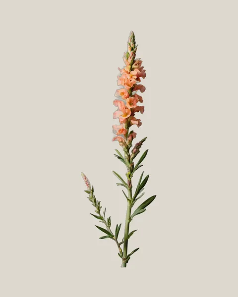 Löwenmäulchen Pfirsich – Antirrhinum majus