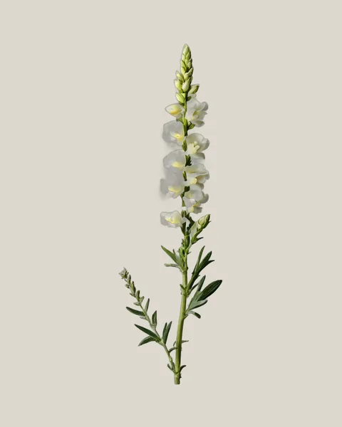 Löwenmäulchen Weiß – Antirrhinum majus