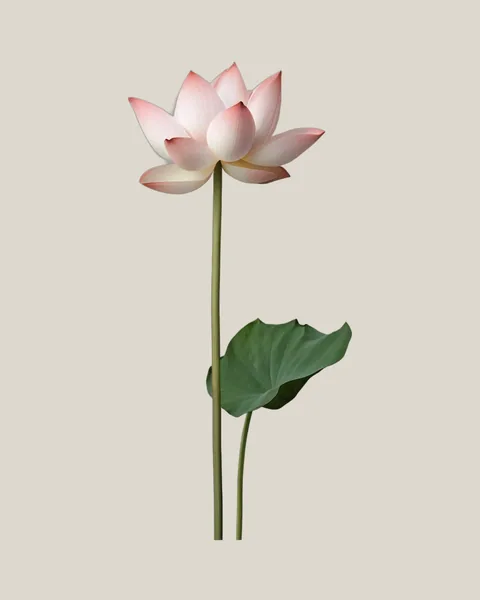 Lotusblüte – Nelumbo nucifera