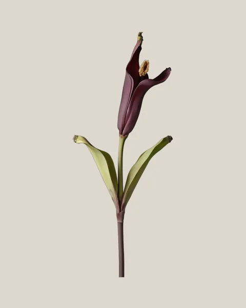Bananenblüte