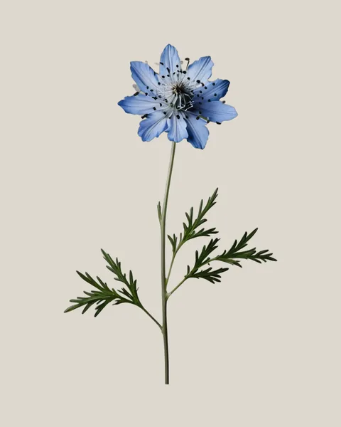 Nigella Blau
