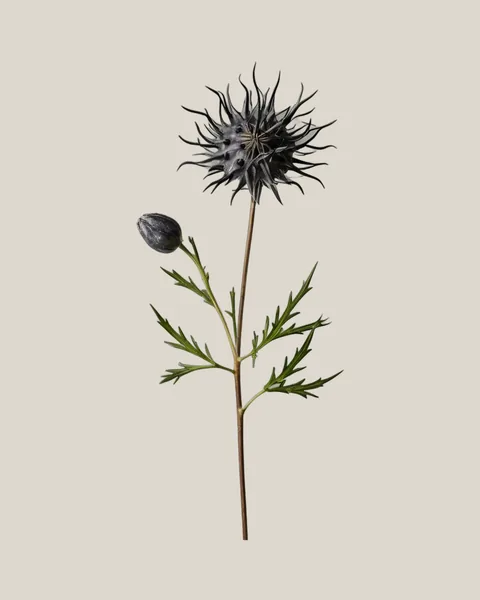 Nigella Pods