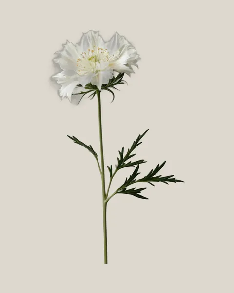 Nigella Weiß