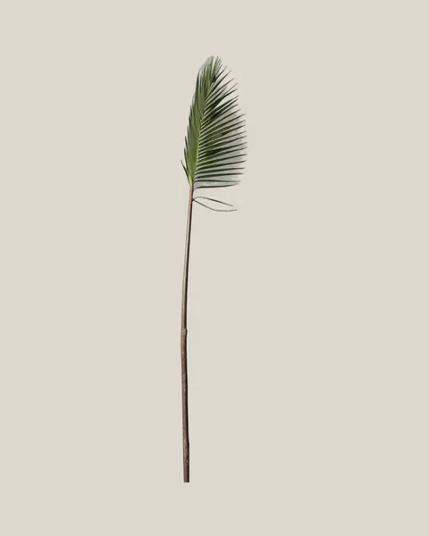 Palm Spear Natur