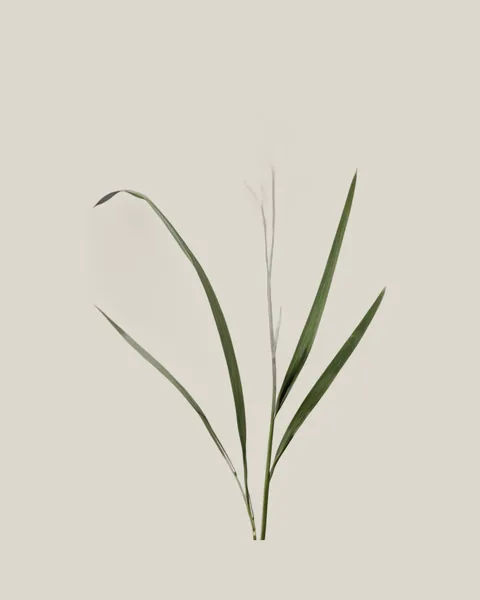 Panicum