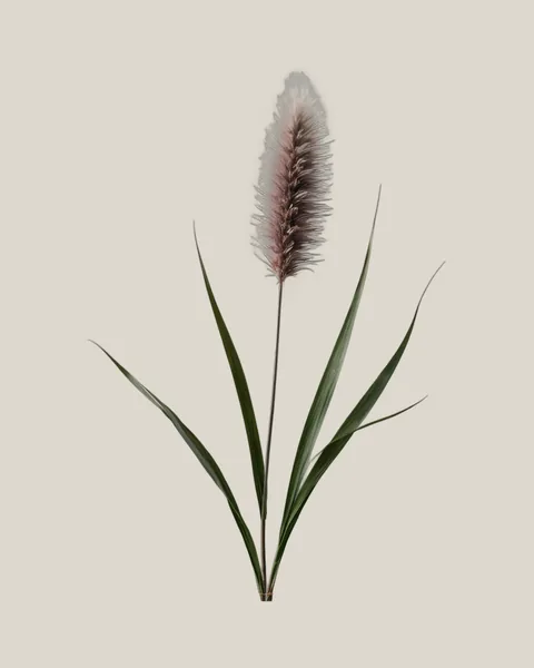 Pennisetum