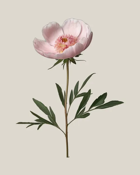 Pfingstrose Rosa – Paeonia lactiflora