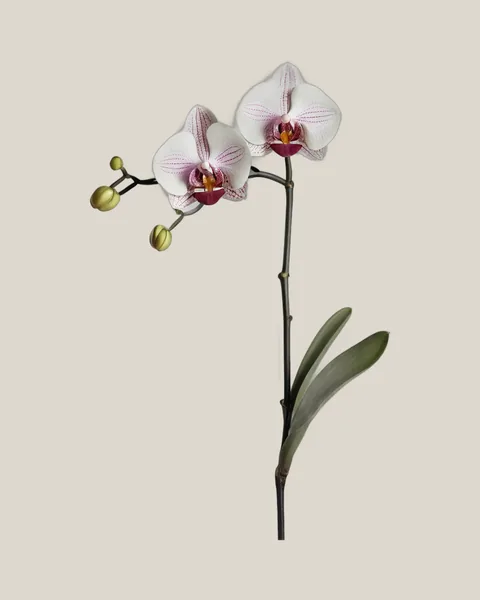 Phalaenopsis Gepunktet – Phalaenopsis