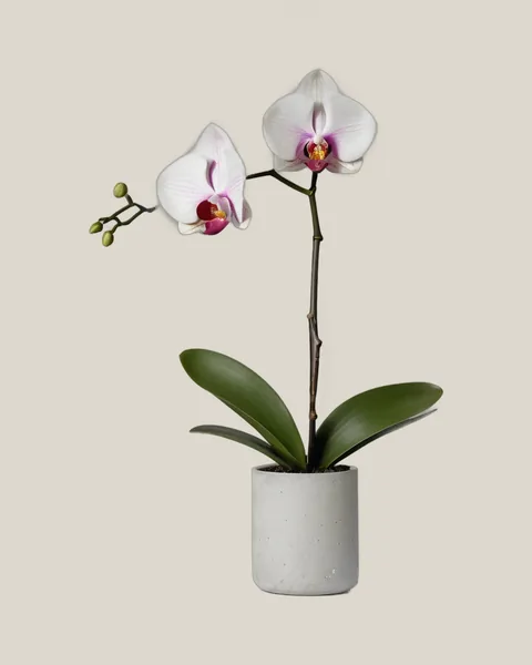Phalaenopsis Orchidee