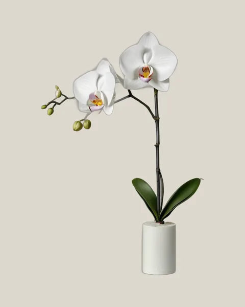 Phalaenopsis Weiß