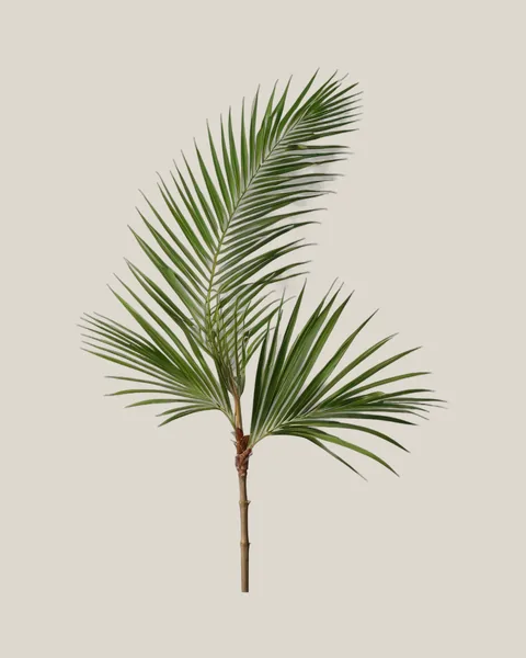 Phoenix-Palme