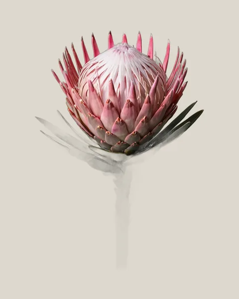 Pink Ice Protea
