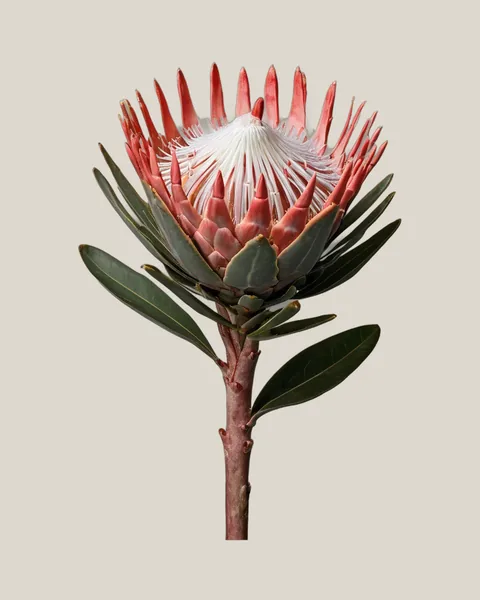 Ray Protea – Protea eximia