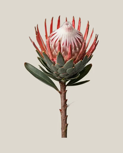 Protea Mini – Protea cynaroides