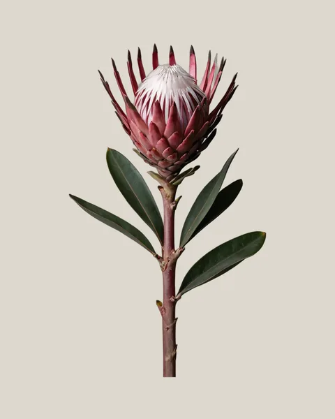 Protea Niobe