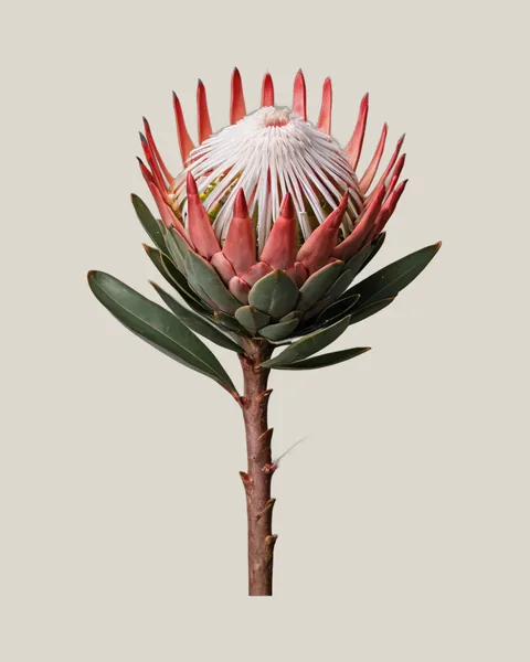 Honig-Protea Coral