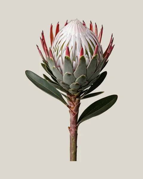 Honig-Protea Weiß