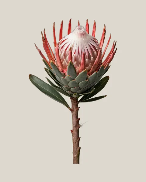 Protea Susara – Protea cynaroides