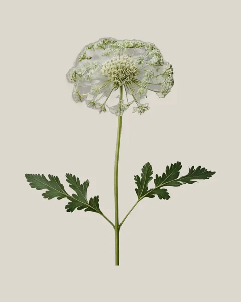 Queen Anne’s Lace