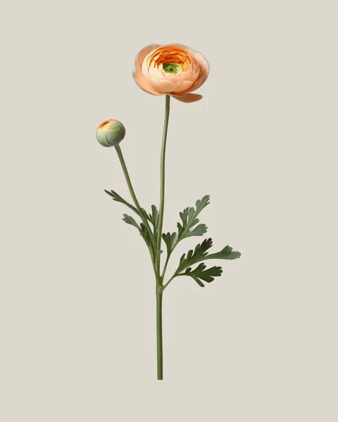 Ranunkel Apricot – Ranunculus asiaticus
