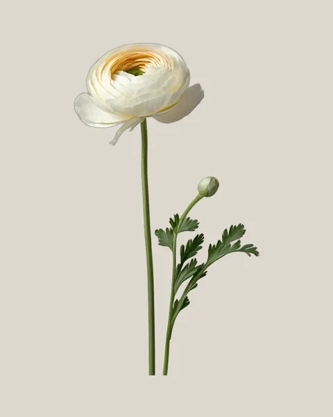 Ranunkel Creme