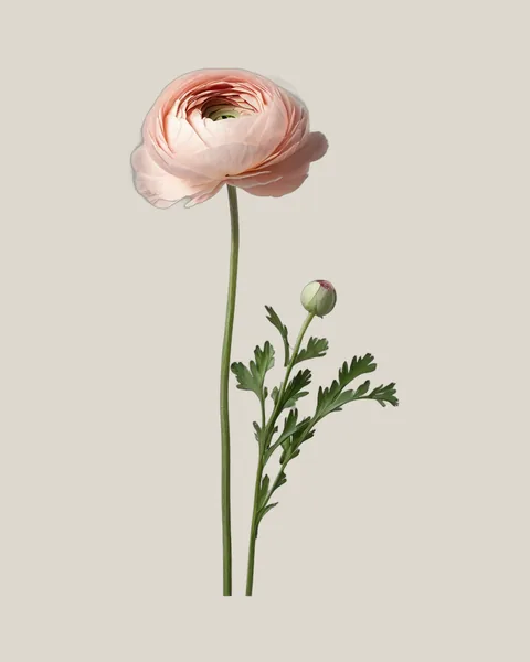 Ranunkel Rosa – Ranunculus asiaticus