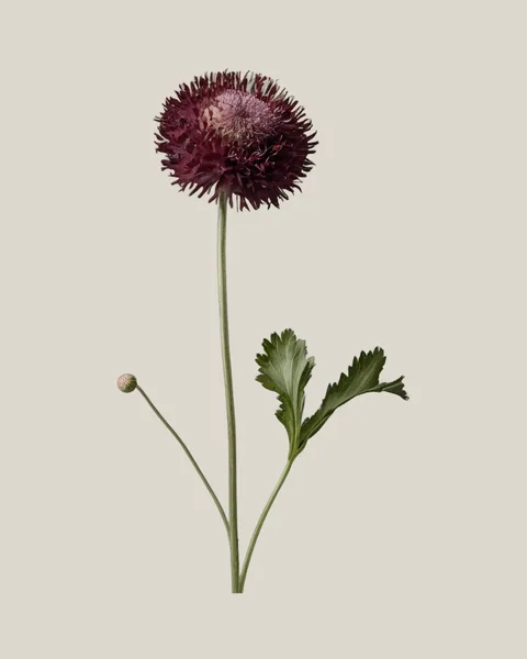 Scabiosa Burgundy