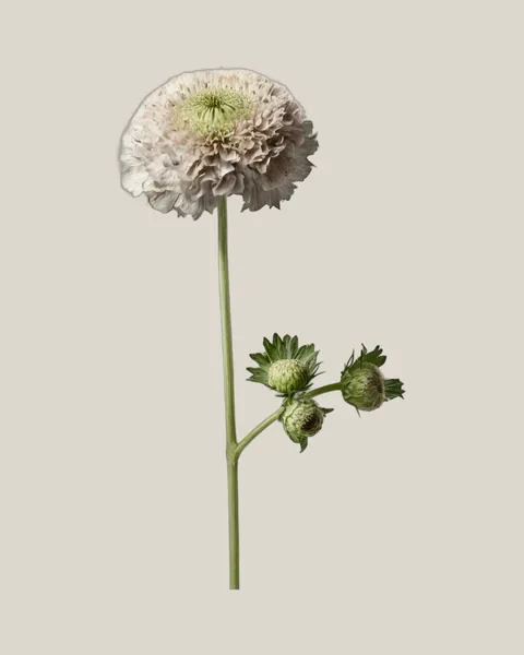 Scabiosa Weiß – Scabiosa atropurpurea