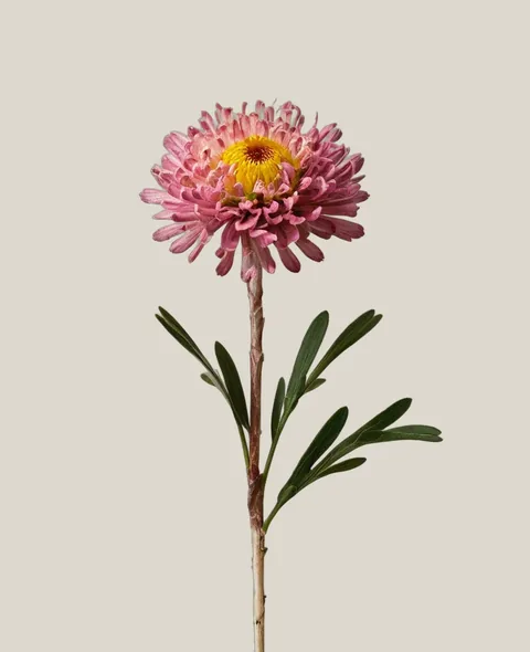 Strohblume Rosa – Helichrysum bracteatum