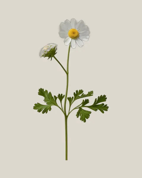 Mutterkraut – Tanacetum parthenium