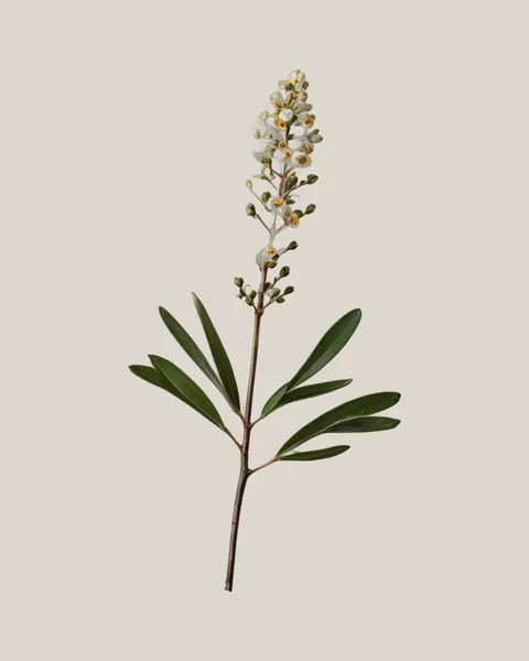 Wachsflower – Thryptomene
