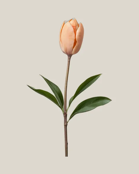 Tulpe Apricot – Tulipa